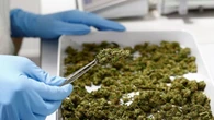 Cannabis business owners want more collaboration with government