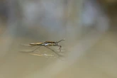 Mpumalanga urges cross border collaboration to curb malaria outbreak