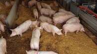 US detects H5N1 bird flu in swine for the first time