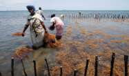 Seaweed farming brings hope to Kenyan villagers hit by climate change