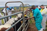 E Cape farmers frustrated over lack of FMD vaccines
