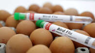 SAPA calls for acceleration of Bird Flu vaccination rollout