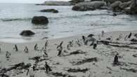 SANCCOB taking action against closure of penguin feeding grounds