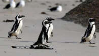 ‘Ruling to protect African Penguins not subject to legal appeal’