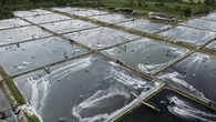 Hit by US tariffs, Indonesia plans to sell shrimp to China instead