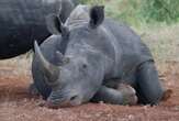 Only 16 000 rhinos left in South Africa – Rhino Foundation