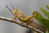 Bumper harvest of grasshoppers in Giyani boosts local trade