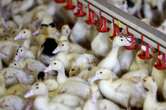 France raises bird flu risk to high as EU cases spread