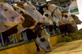 W Cape ramps up Foot and Mouth Disease prevention