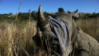 SANParks launches programme to protect rhino