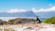 Western Cape sees exponential growth in tourism sector