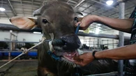 Garden Route district reports no new foot and mouth disease cases