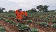 MEC credits women and youth for food security in Gauteng