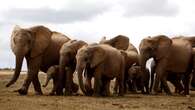 Elephant poaching declines, but other threats persist