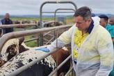 Steenhuisen calls on provinces to speed up FMD vaccinations