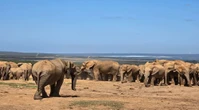 42 elephants successfully relocated to Kabouga