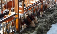 Foot-and-mouth disease cases confirmed in Free State’s Viljoenskroon
