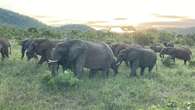 Escaped elephants safely back in Kruger National Park