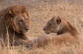 One of the three escaped Lions from Ezemvelo tracked and killed