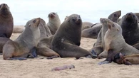 Rabies detected in three Cape fur seals