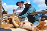 Foot-and-mouth disease detected in Mossel Bay farm