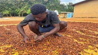 Ivory Coast’s cocoa crop healthy, but needs more sun, farmers say