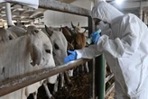 Preventing spread of foot and mouth disease crucial: Steenhuisen