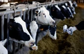 Foot and mouth outbreak described as an economic crisis
