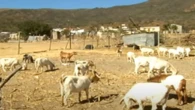 Four arrested for suspected theft of livestock and produce in N. Cape