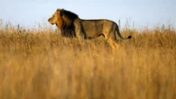 Mpumalanga farmers fear lions after livestock killings in Dantjie