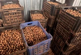 SA macadamia farmers eye new markets after US tariff jolt