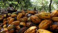 Ghana raises cocoa farmgate price again