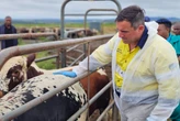 Steenhuisen satisfied with FMD vaccination rollout campaign