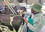 KZN vaccinates over one million cattle