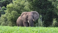 SANParks warns public against tracking Knysna’s surviving elephant
