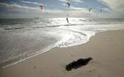 Another Cape fur seal tests positive for rabies near Mossel Bay