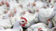 ‘Trade restrictions on Brazilian poultry deals a heavy blow to SA’