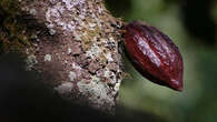 Ghana set to raise cocoa farmgate price by nearly 45%, sources say