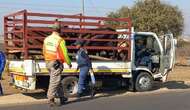 Suspects linked to livestock theft in KZN killed in police shootout