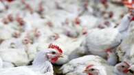 Poultry farmers urge govt to tackle bird flu threat