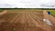 Limpopo farming community still awaits funding promised in 2017