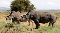 Two suspected rhino poachers killed at Kruger National Park