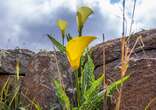 Limpopo residents seek to benefit from indigenous, rare flower