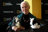 Wytyczała szlaki innym kobietom. Wybitna naukowczyni Jane Goodall nie żyje