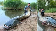 Gigantyczny sum wyłowiony w Odrze. Po sesji zdjęciowej wrócił do pływania