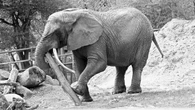 Gdańskie zoo żegna Katkę. „Była kimś więcej niż tylko podopieczną”