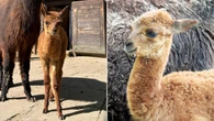Mała alpaka podbiła warszawskie zoo. Ruszył konkurs na jej imię