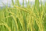 Original mechanism for regulating inflorescence in rice discovered