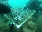 Lungo la Riviera del Conero progetto ripopolamento Cladocora