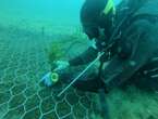 Trapianto record di posidonia in golfo Asinara, 140mila talee